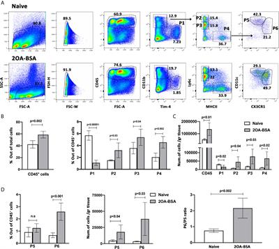 Interleukin 23 Produced by Hepatic Monocyte-Derived Macrophages Is Essential for the Development of Murine Primary Biliary Cholangitis